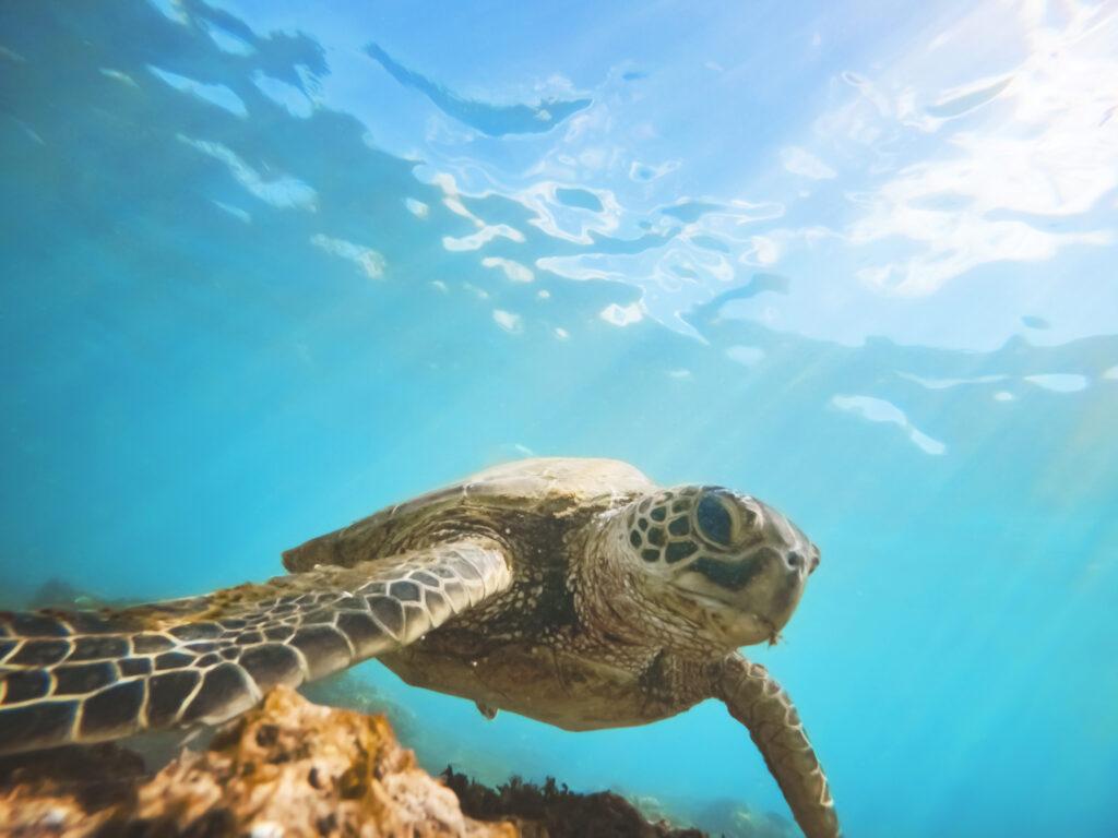 sea turtle swimming