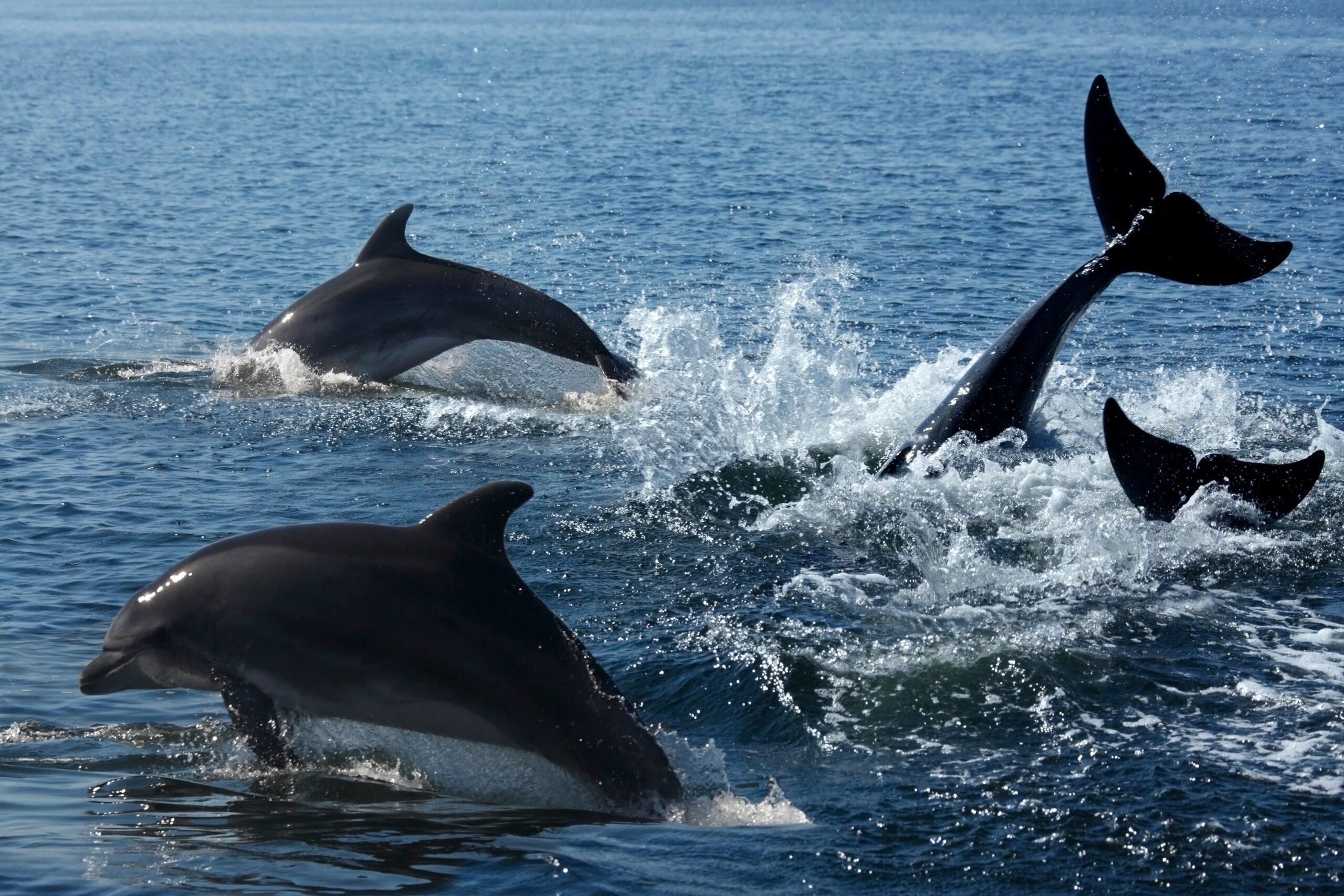 dolphins swimming in the ocean